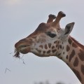 Giraffe enjoying herbs - emotionsLess Image