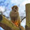 Little Monkey - emotionsLess Image