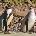 Little penguins - emotionsLess Image