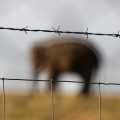 Captive Elephant - emotionsLess Image