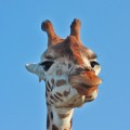 Giraffe - emotionsLess Image