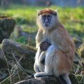 Little Monkey and mother - emotionsLess Image