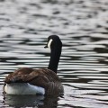 On the lake - emotionsLess image