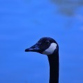 On the lake - emotionsLess image