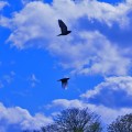 2 for flight - emotionsLess image
