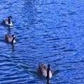 On the lake - emotionsLess image