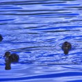 On the lake - emotionsLess image